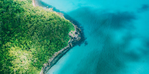 Daintree